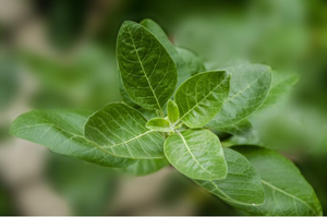 5 Powerful Advantages Of Ashwagandha For Health and Beauty