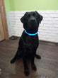 LED Nylon Pet Dog Collar, Large Dogs - Luminous - More Natural Healing